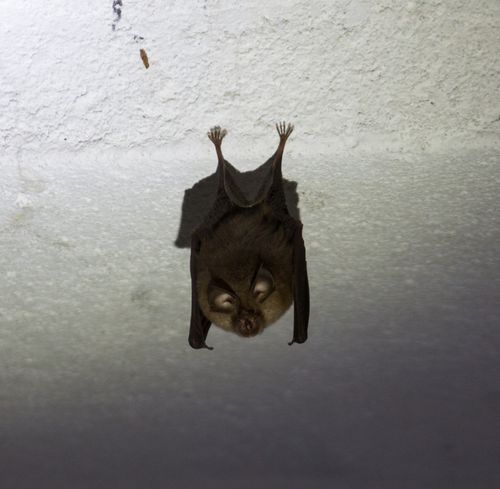 bat in bunker
