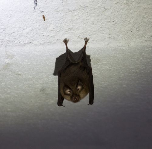 Greater horseshoe bat bat in bunker