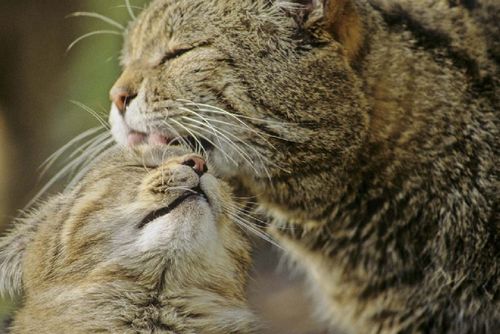 The inner-German Green Belt is a refuge and migration corridor for the Wild Cat (Felis silvestris) © Thomas Stephan