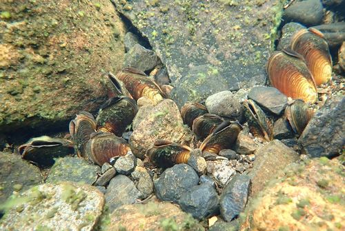 Pearl Mussels