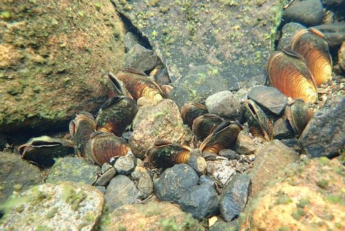 Freshwater Pearl Mussels Pearl Mussels
